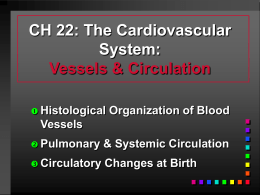 CH 22: The Cardiovascular System: Vessels & Circulation