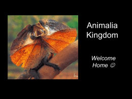 Animalia Kingdom