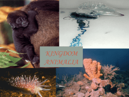 invertebrates with new slides 1