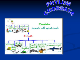 Phylum Chordata Notes