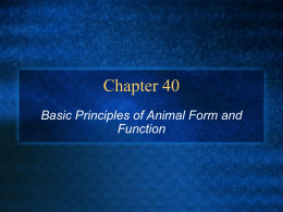 Chapter 40 Presentation