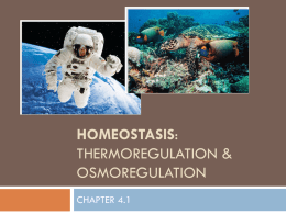 Homeostasis - MF011 General Biology 2