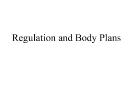 Animals Regulation and Body Plans