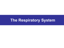 11_1_2-respiratory_system
