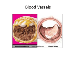 Blood Vessels Powerpoint