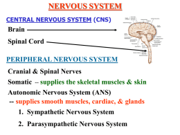 supplies the skeletal muscles & skin Autonomic Nervous