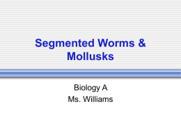 Segmented Worms & Mollusks