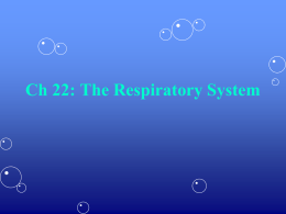 Ch 23: The Respiratory System