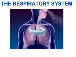 The Respiratory System1 - OG