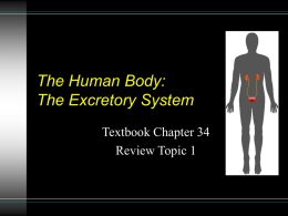 The Human Body: The Excretory System - Holding