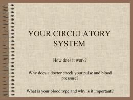 your circulatory system