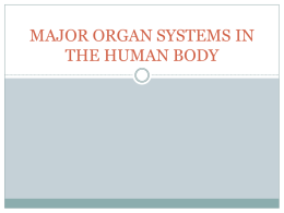 major organ systems in the human body