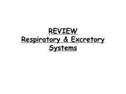 7A REVIEW Circulatory, Respiratory & Excretory Systems