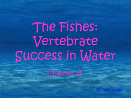 The Fishes: Vertebrate Success in Water