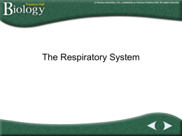 respiratory and circulatory system ppt