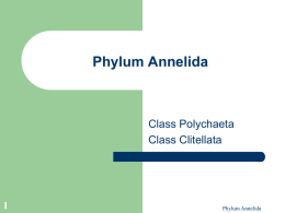 Phylum Annelida - Intro to Zoology