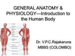 organization of the human body axial portion