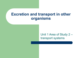 Excretion and transport in other organisms
