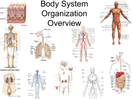 Body System Organization Overview