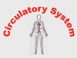 Circulatory system - PA