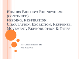 Honors Biology: Roundworms (continued) Feeding, Respiration