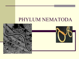 02 Phylum Nematoda Overview