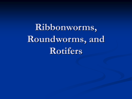Ribbonworm and Roundworm