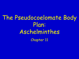 The Pseudocoelomate Body Plan: Aschelminthes