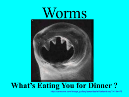 Worms - local.brookings.k12.sd.us