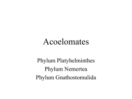 Acoelomates
