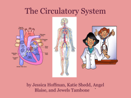 Circulatory System Red