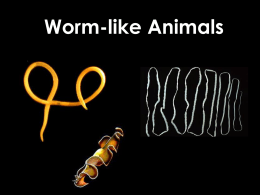 Worm-like Animals