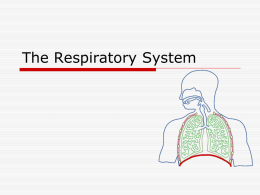 Respiratory_System054