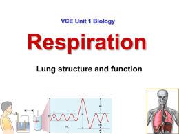 Lung Structure PowerPoint slides Unit 1 VCE Biology