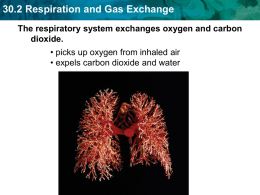 30.2 Respiration and Gas Exchange
