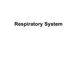 Functions of the respiratory system