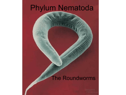 Phylum Nematoda - MissReidClasses