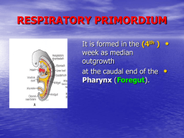 05-respiratory system