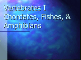 Vertebrates I Chordates, Fishes, & Amphibians