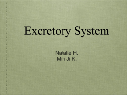 Diseases and Disorders of the Excretion System - kis