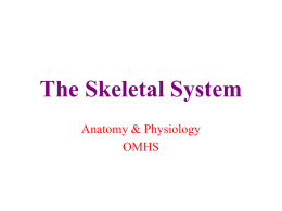 PP – Skeletal System
