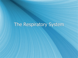 system respirtory