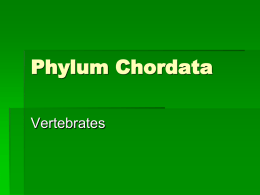 Phylum Chordata - Shah`s Aquatic Science