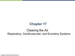 Chapter 17: Respiratory, Cardiovascular and Excretory Systems