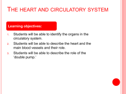 The heart and circulatory system