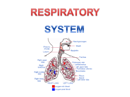 Respiratory System2010_2