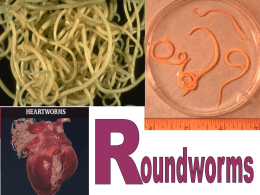 Lecture 9 Roundworms - NGHS