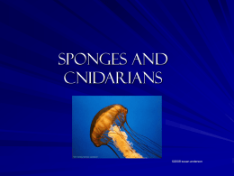 Sponges and Cnidarians - Fort Thomas Independent Schools