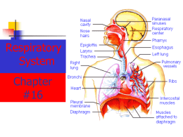 The Respiratory system includes tubes that