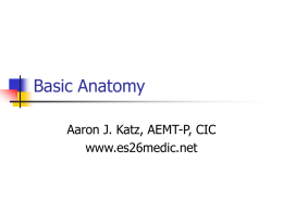 Basic Anatomy - es26medic.net